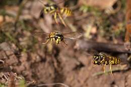 Image of Common wasp