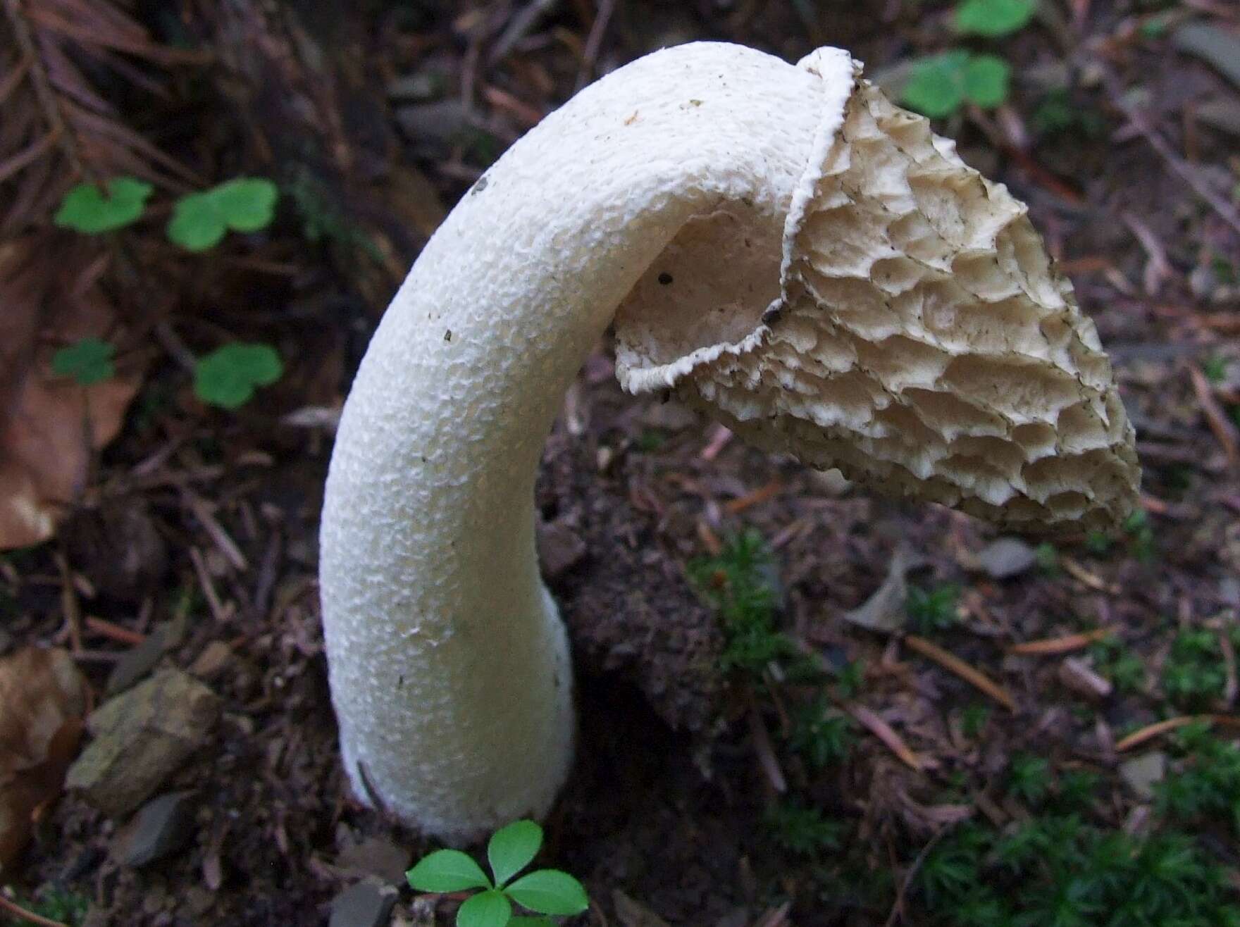 Image of Stinkhorn