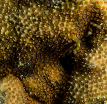 Image of thorn coral