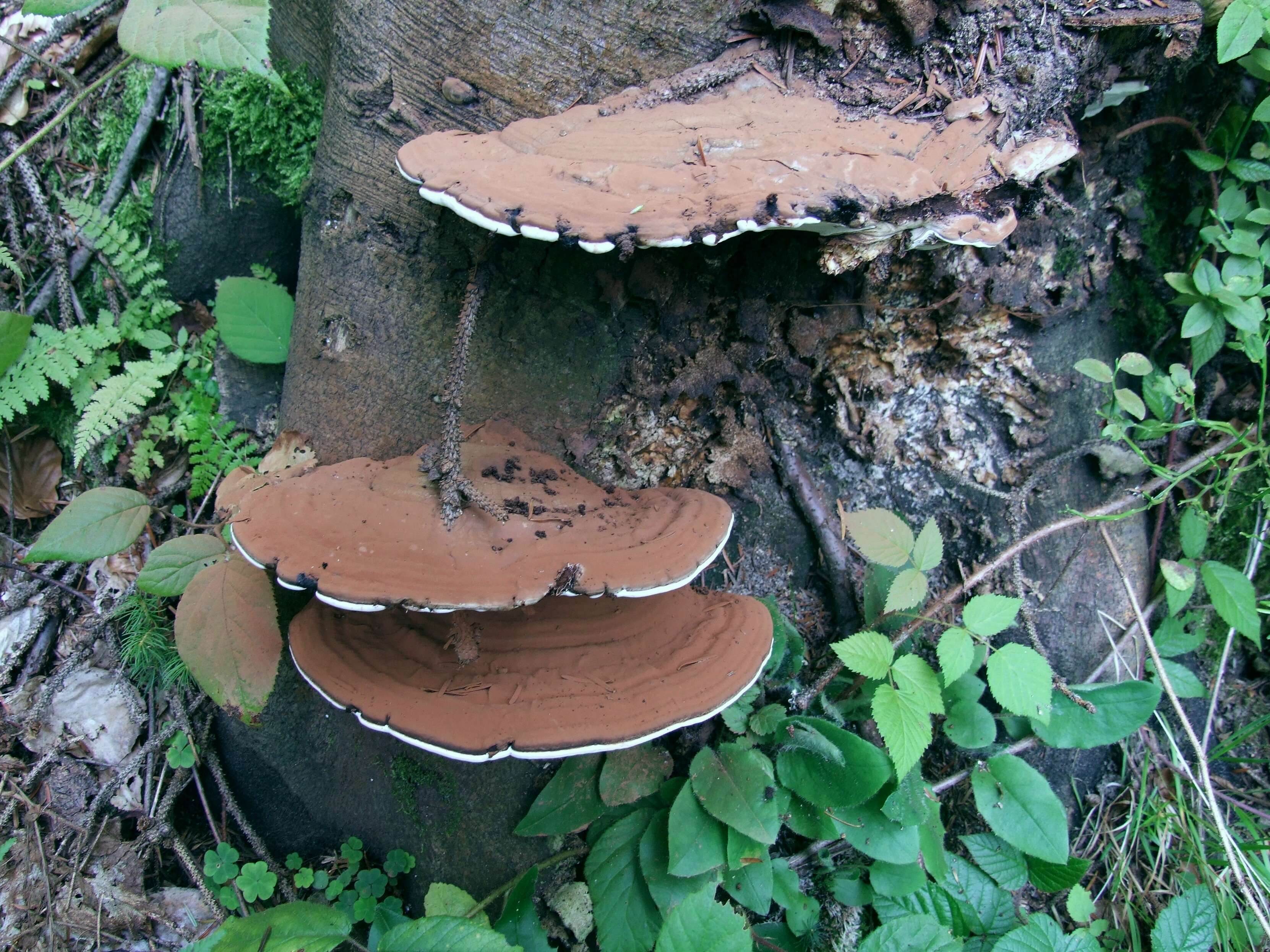 Image of Ganoderma applanatum