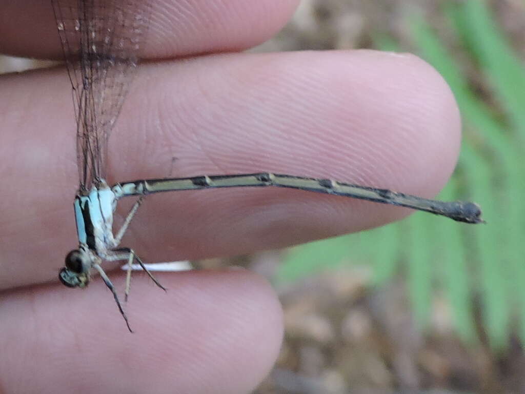 Image of Blue-tipped Dancer