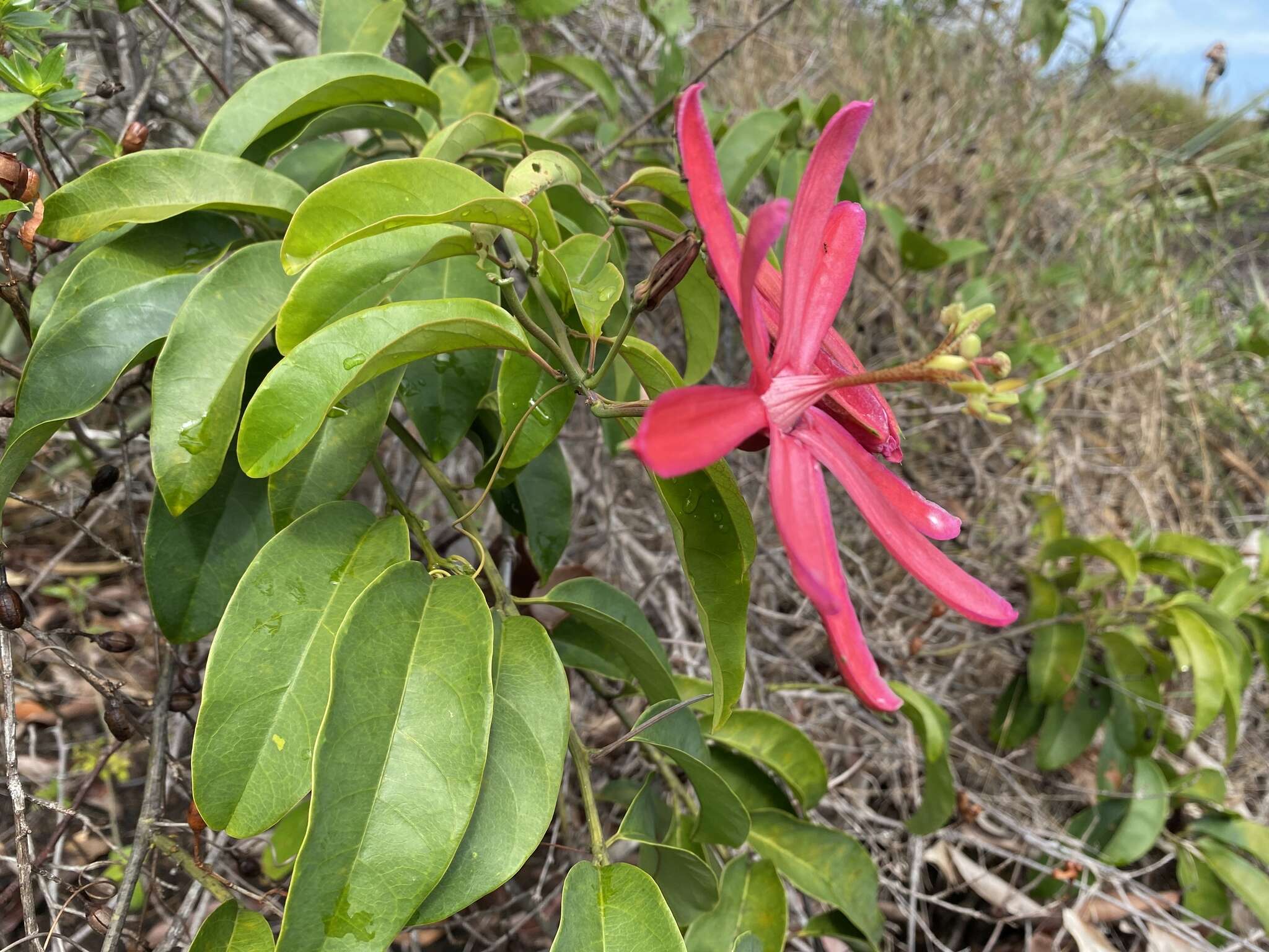 Passiflora variolata Poepp. & Endl.的圖片