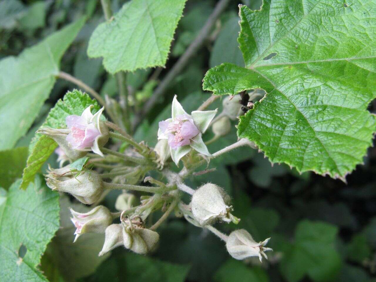 صورة Rubus moluccanus L.