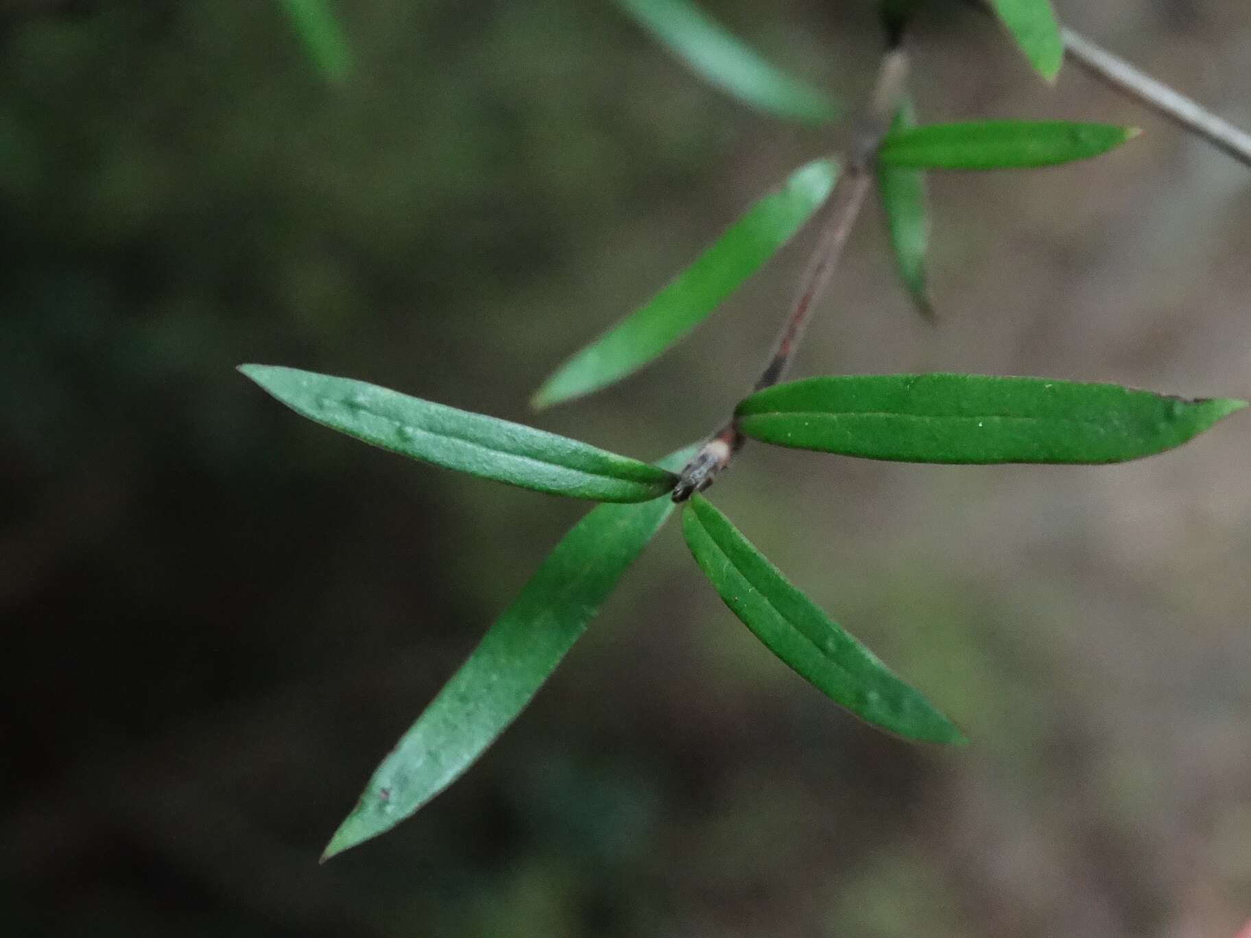 Sivun Coprosma linariifolia (Hook. fil.) Hook. fil. kuva