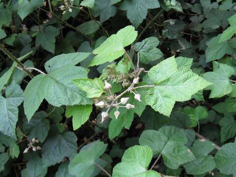 Plancia ëd Rubus moluccanus L.