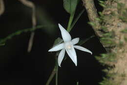 Image de Angraecum mauritianum (Poir.) Frapp.