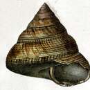 Image of Mikadotrochus beyrichii (Hilgendorf 1877)