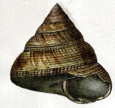 Image of Mikadotrochus beyrichii (Hilgendorf 1877)