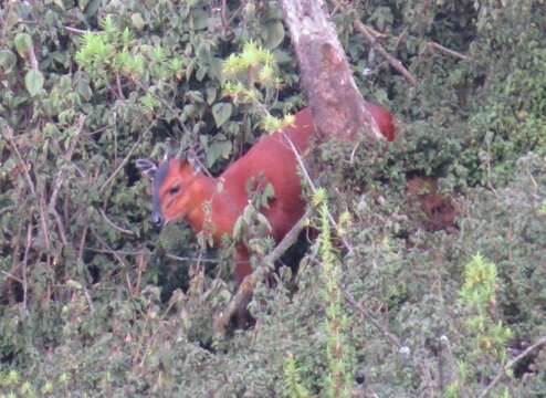 Image of Black-fronted Duiker