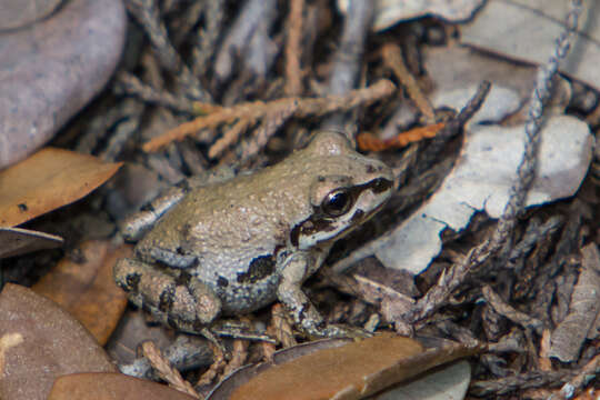 Image of Strecker's Chorus Frog