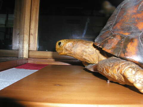 Image of Radiated Tortoise