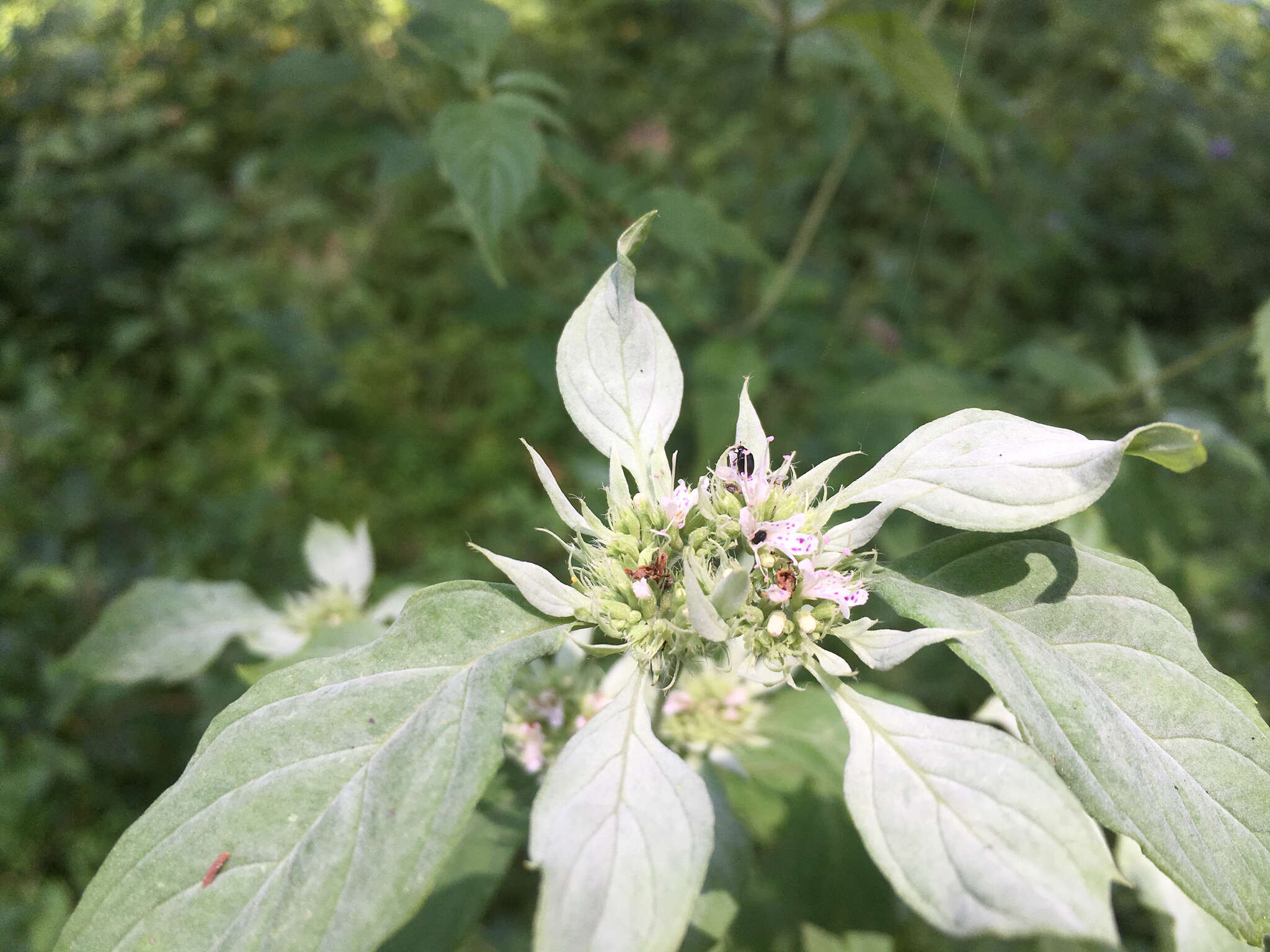 Image of southern mountainmint