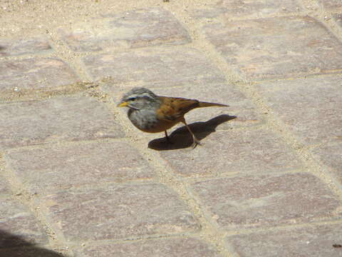 Imagem de Emberiza sahari Levaillant & J 1850