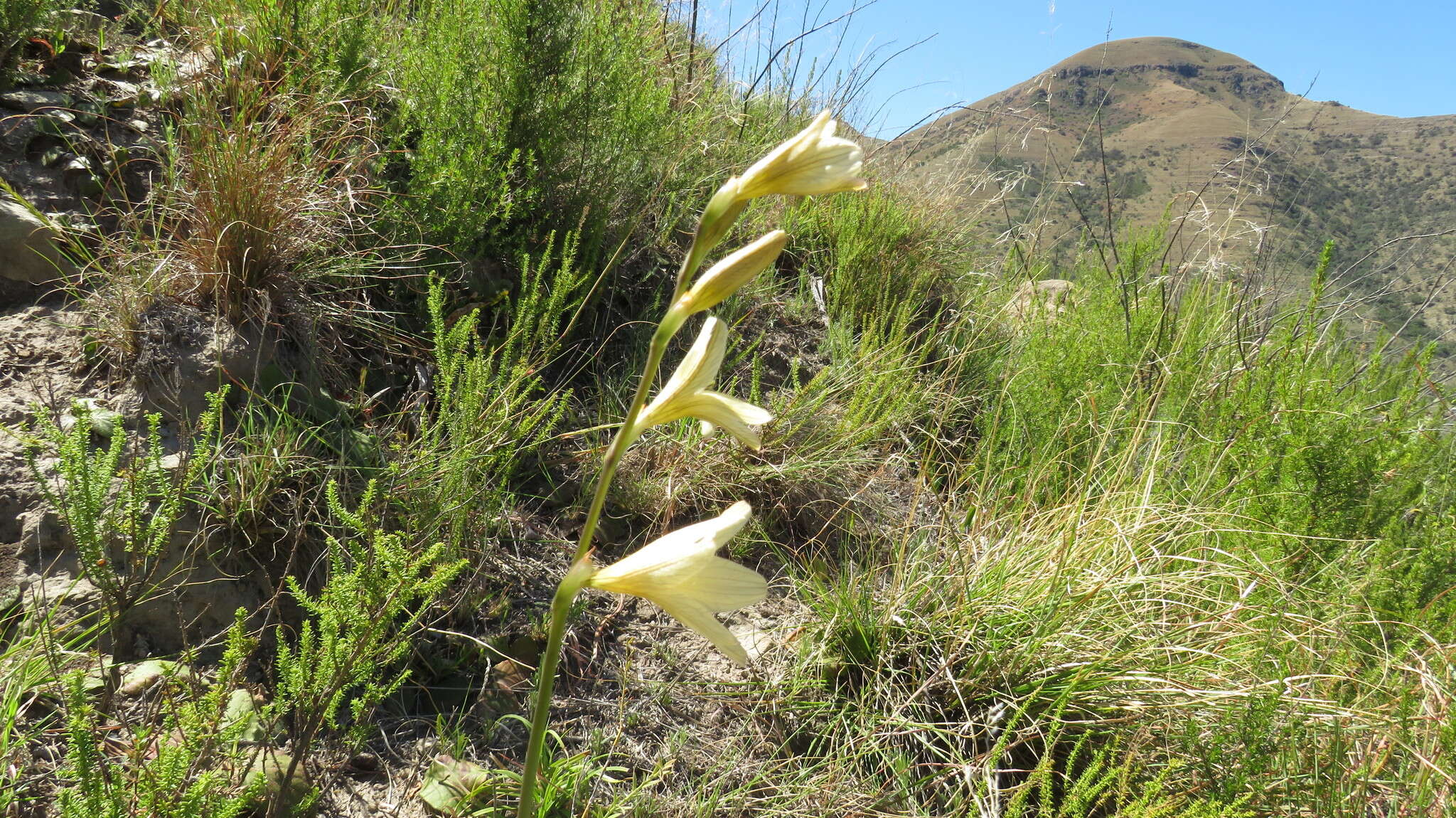 Image of Tritonia gladiolaris (Lam.) Goldblatt & J. C. Manning