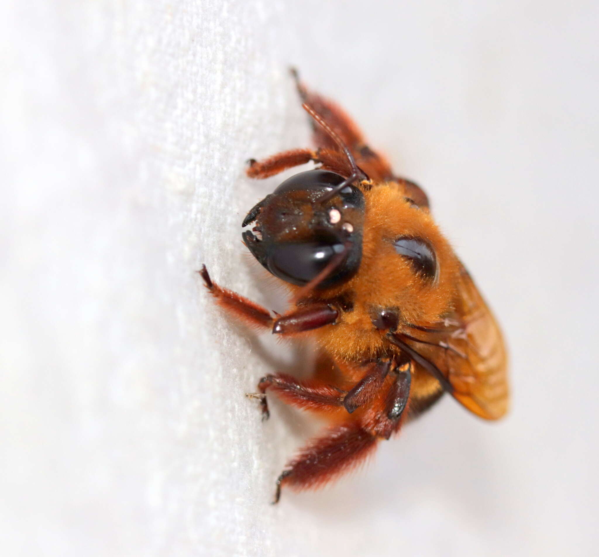 صورة Xylocopa tranquebarica (Fabricius 1804)