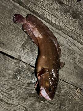 Image of Southern bastard codling