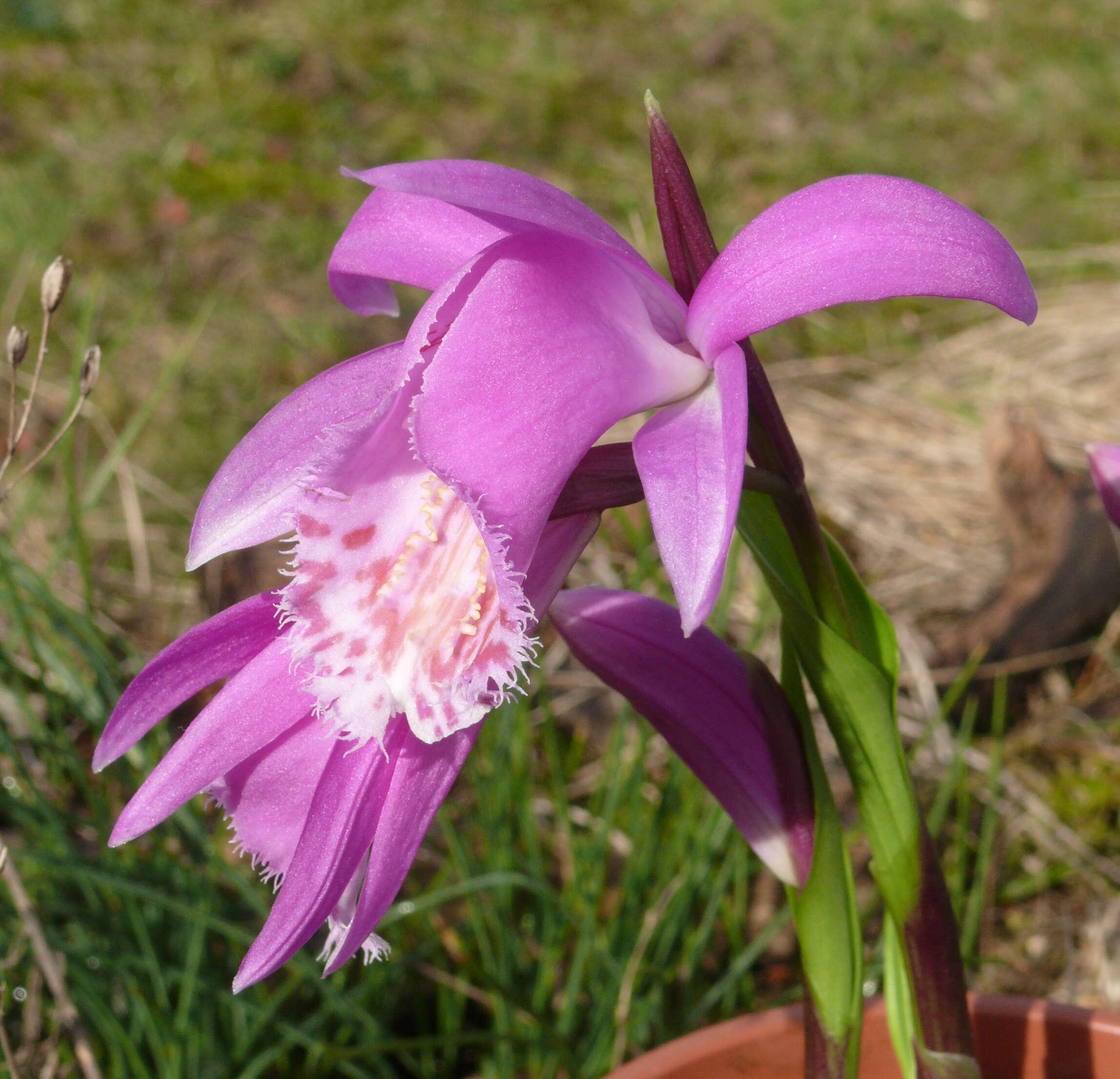 Plancia ëd Pleione formosana Hayata