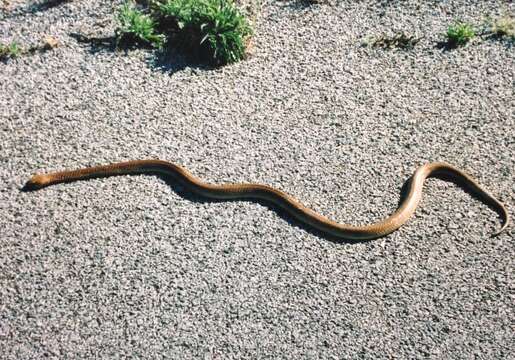 Image of Cape cobra