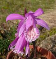 Plancia ëd Pleione formosana Hayata