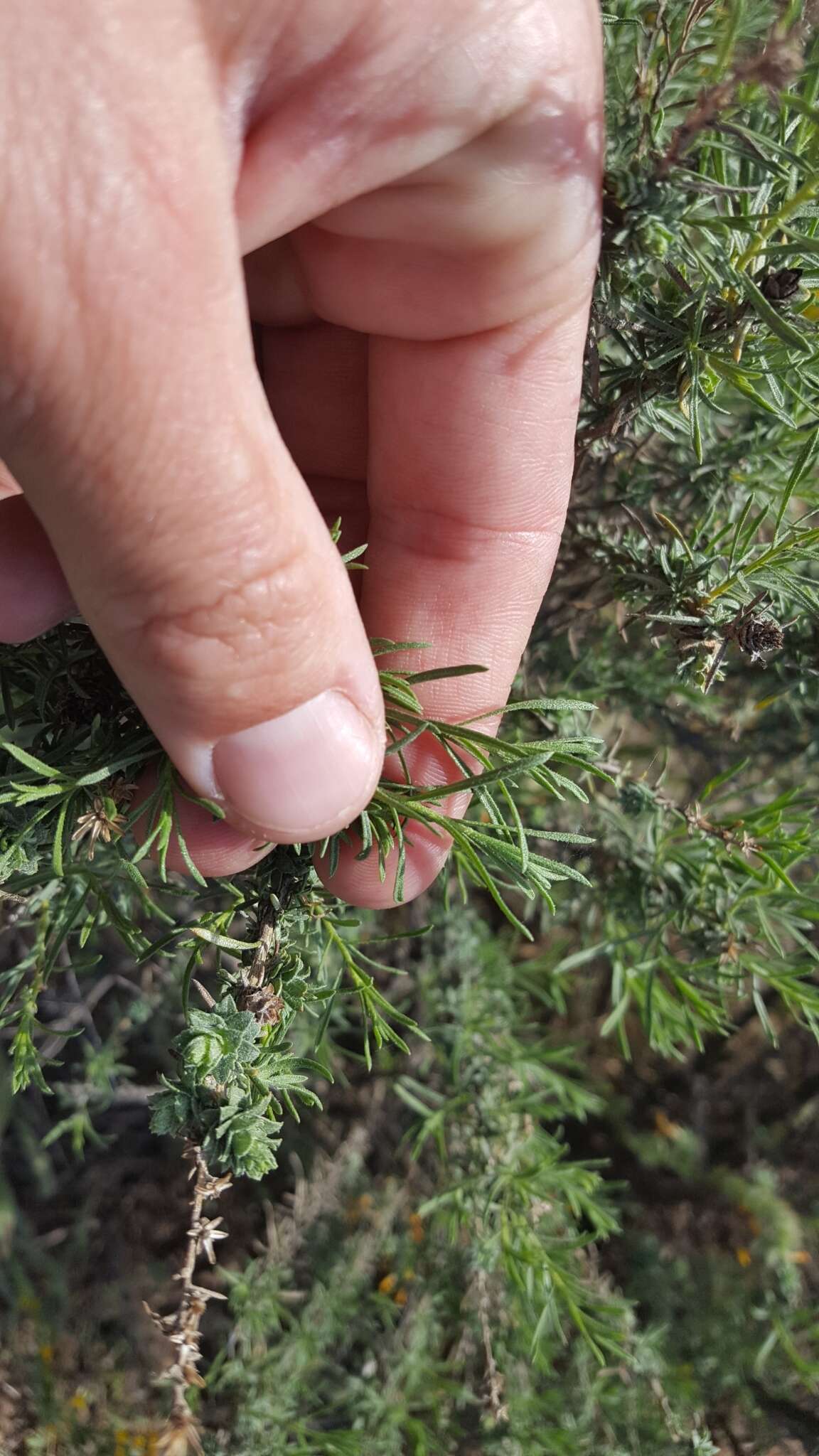 Image of Palmer's rabbitbrush