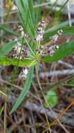 Image of longleaf milkweed