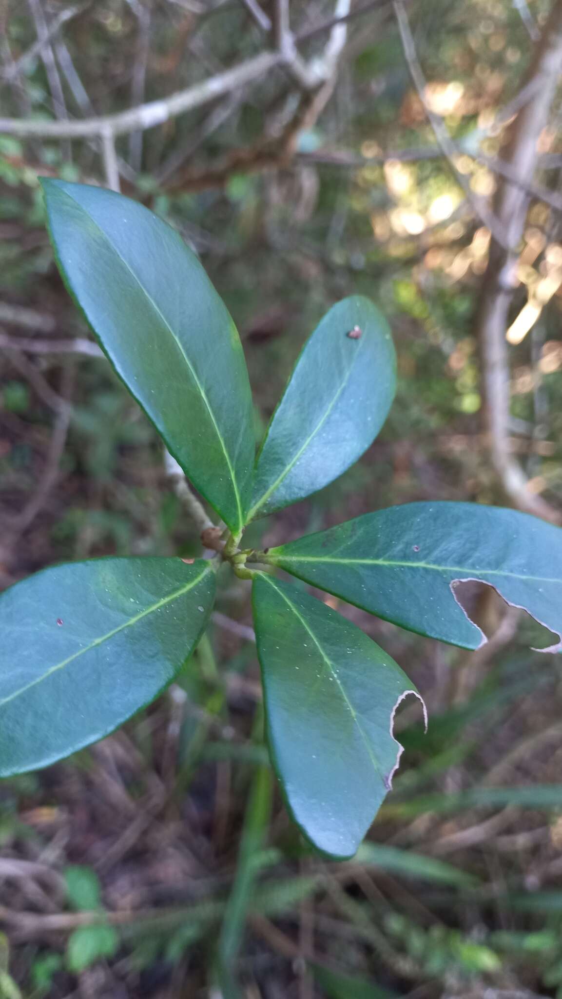 Image of Ternstroemia brasiliensis Cambess.