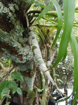 Image of cowhorn orchid