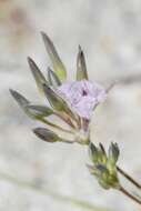 Слика од Thysanotus multiflorus R. Br.