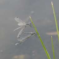 Image of Dark Emerald Damselfly