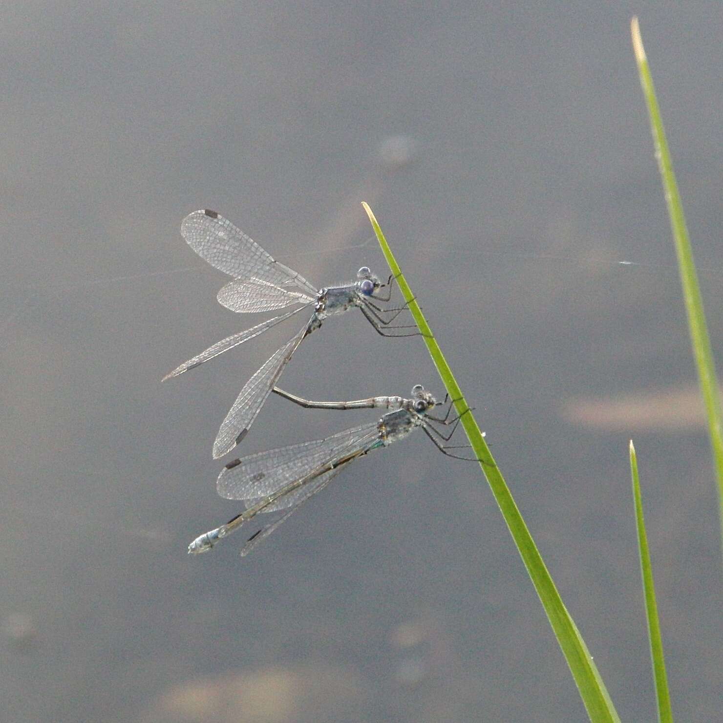 Image of Dark Emerald Damselfly