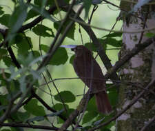 Image of Thrush Nightingale