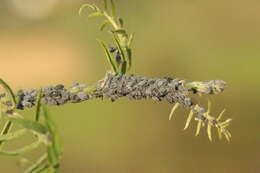 Image of Aphis (Aphis) craccae Linnaeus 1758