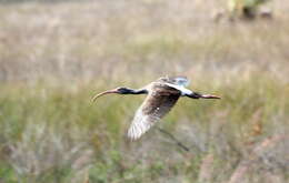 Image of limpkins