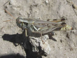 Image of Melanoplus confusus Scudder & S. H. 1897