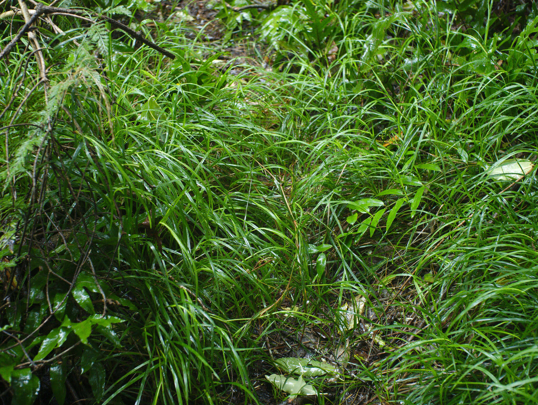 Image of Poa anceps G. Forst.