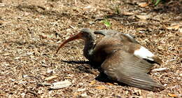 Image of limpkins