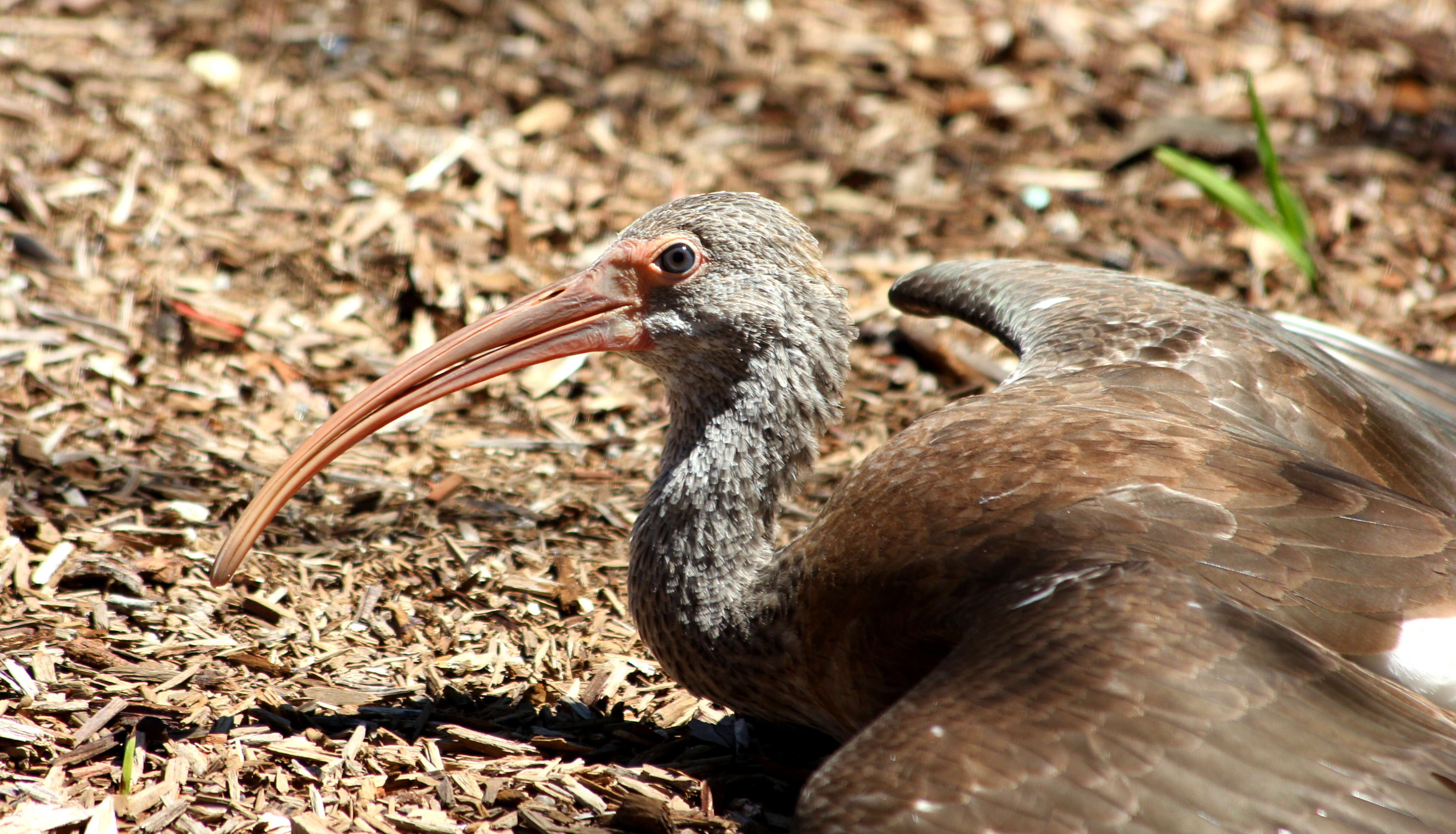 Image of limpkins