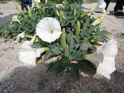 Imagem de Datura wrightii Hort. ex Regel