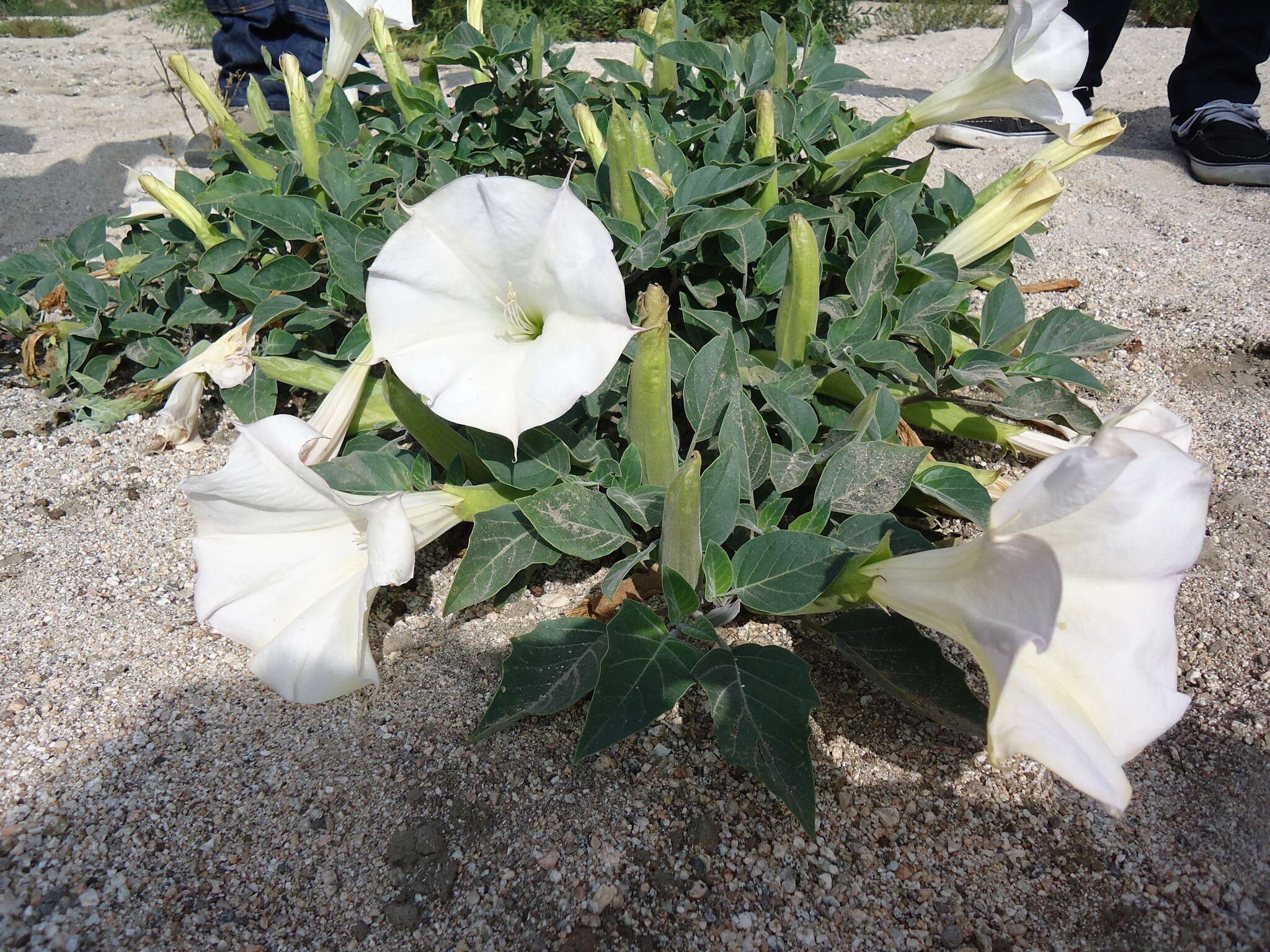 Imagem de Datura wrightii Hort. ex Regel