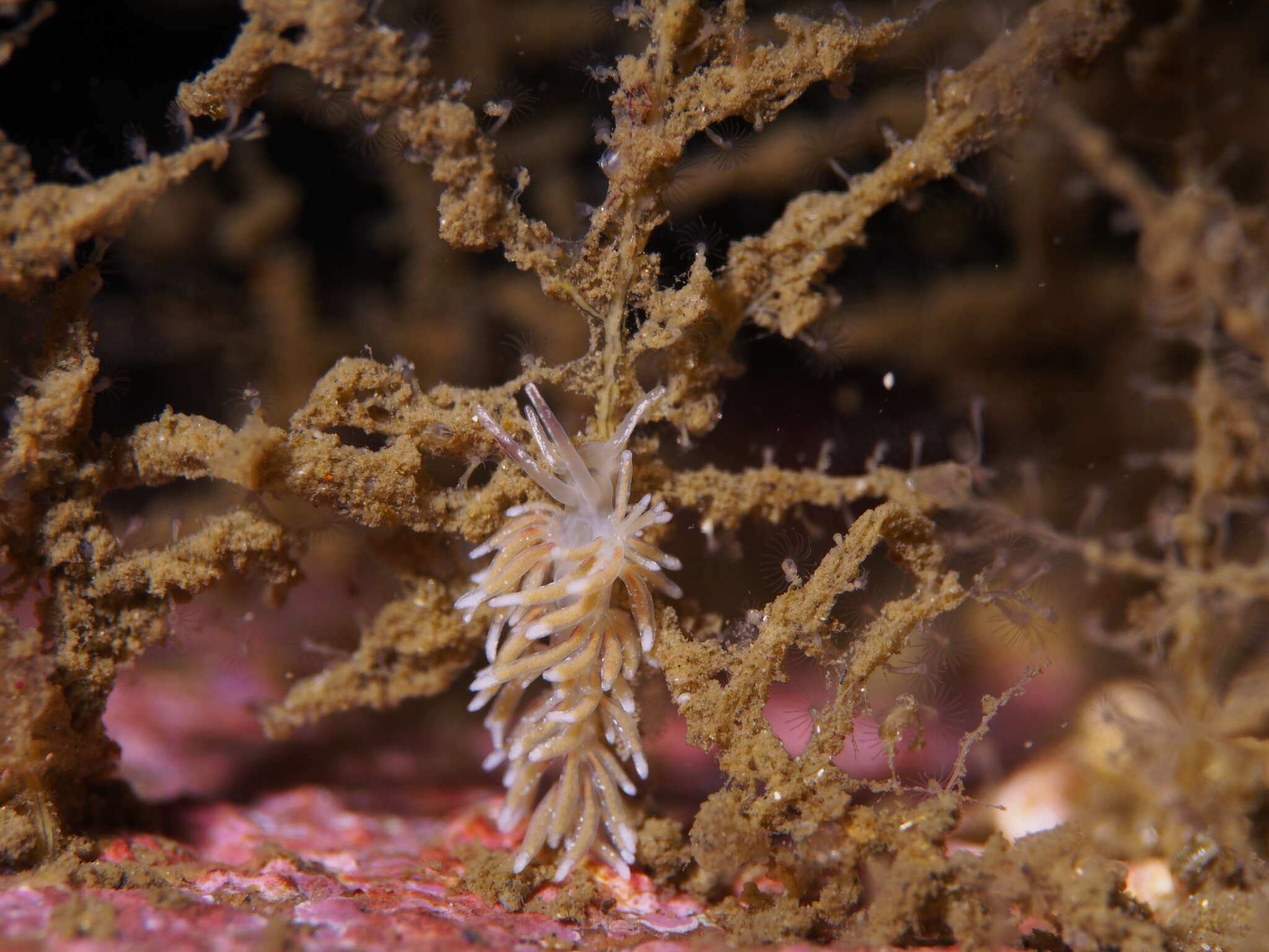 Image of Rubramoena rubescens (Picton & G. H. Brown 1978)