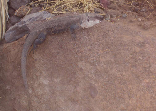 Image of Gallot's lizards