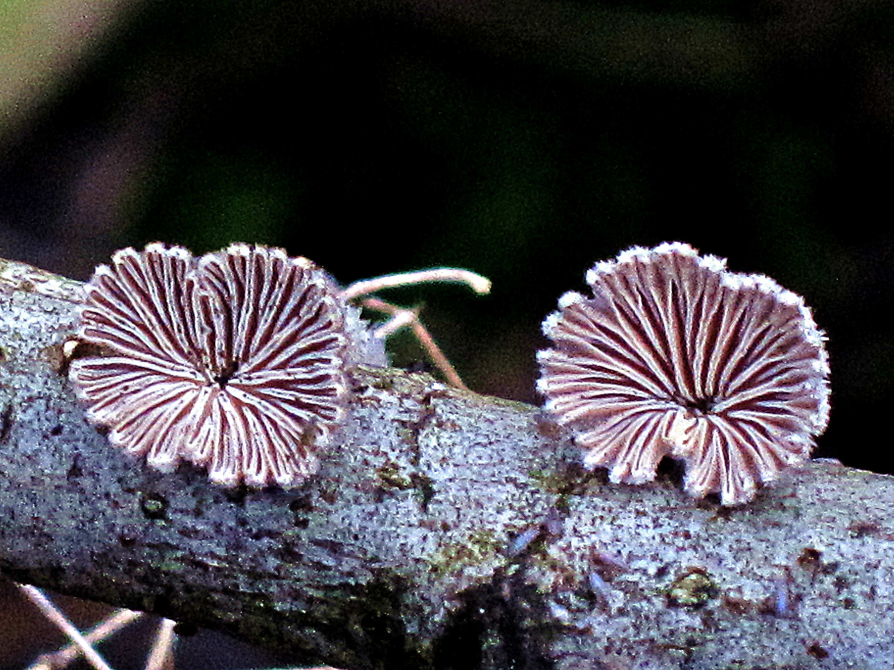 Image of Schizophyllum