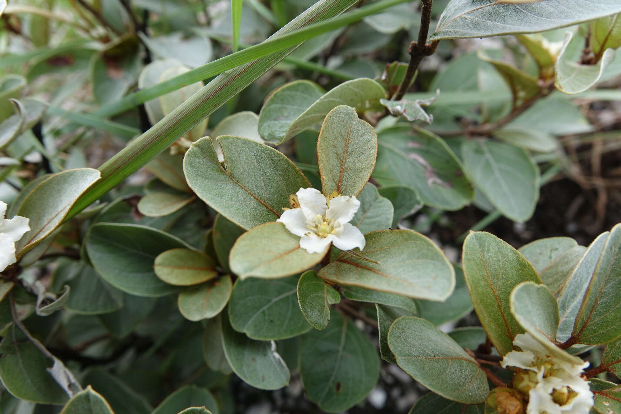 Image of Philgamia hibbertioides Baill.