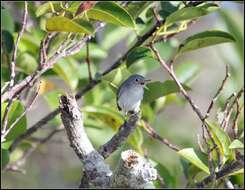 Image of gnatcatchers