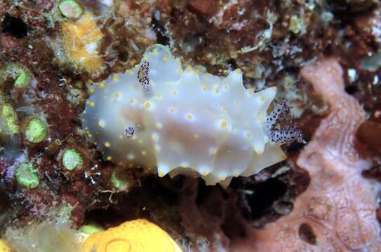 Image of Orange spotted peppered white slug