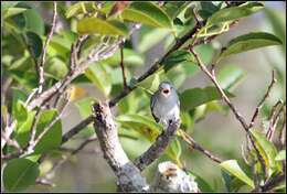 Image of gnatcatchers