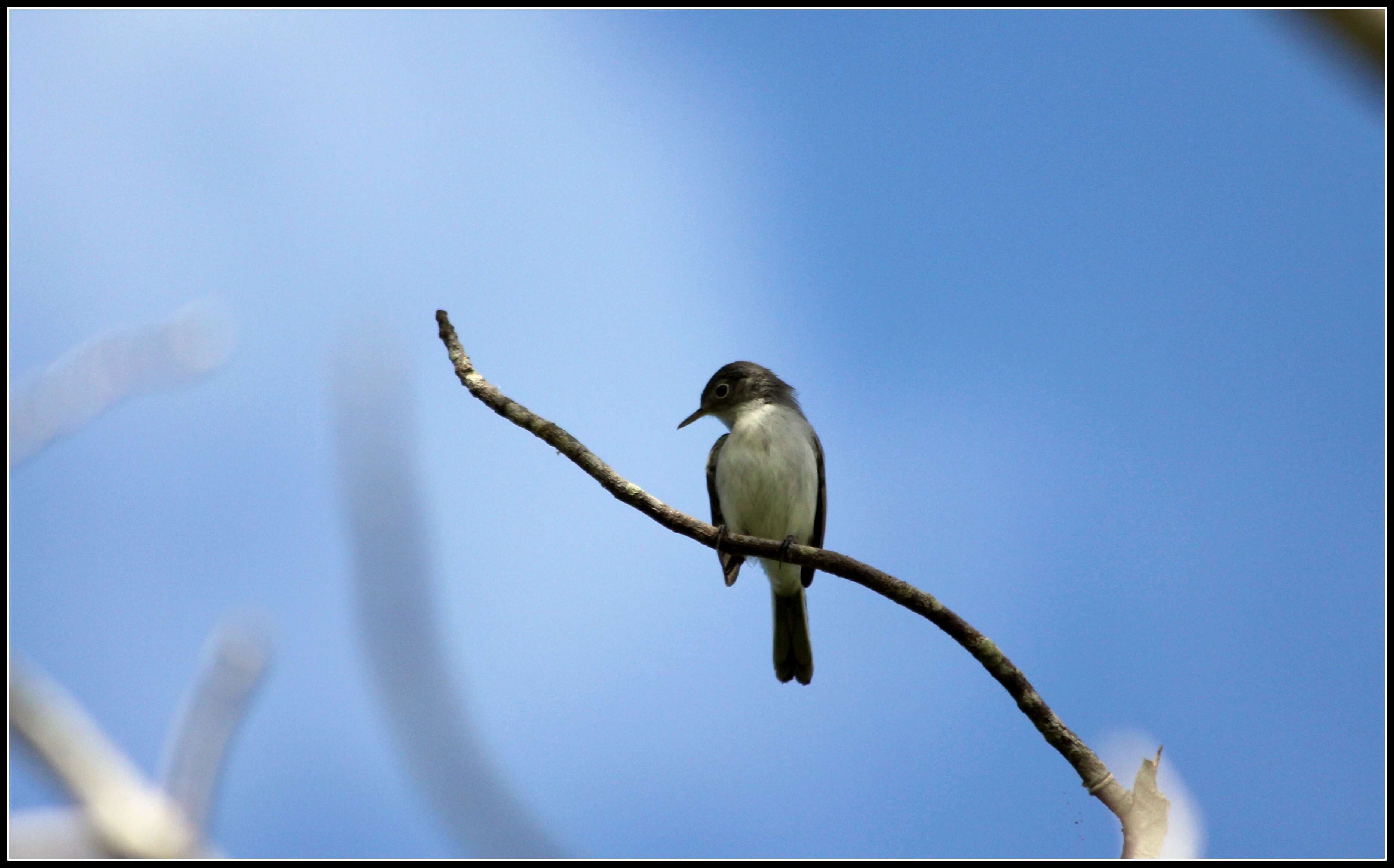 Image of gnatcatchers