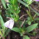 Image of Justicia petiolaris subsp. petiolaris