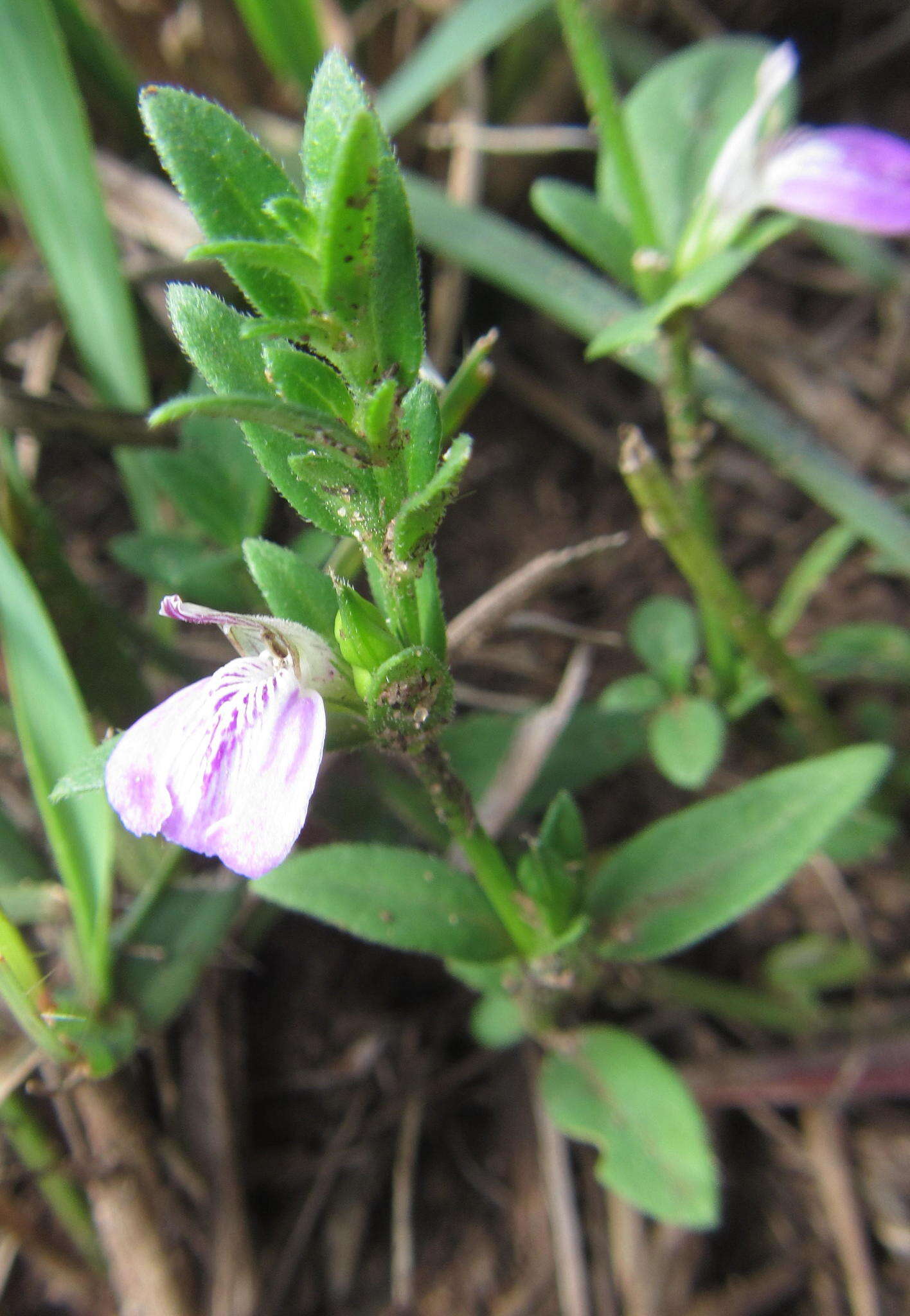 Image of Justicia petiolaris subsp. petiolaris