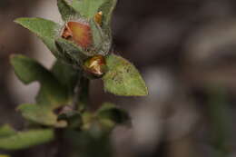 Image of Hibbertia davisii